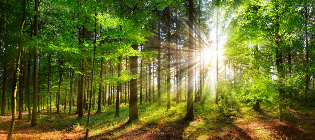 Trees in a collective like a forest with a ray of sunshine breaking through the leaves in the right hand-side