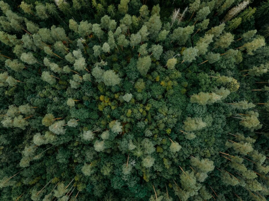 Aerial view of a dense green forest canopy.