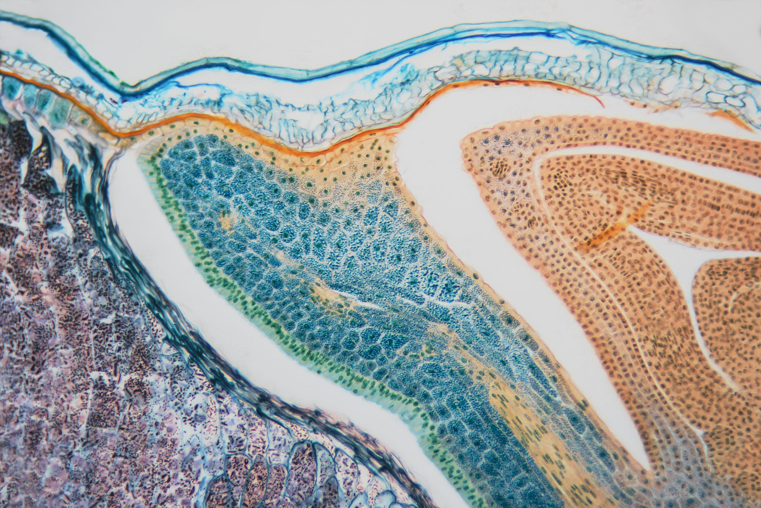 Cell microscopic- weevil rye