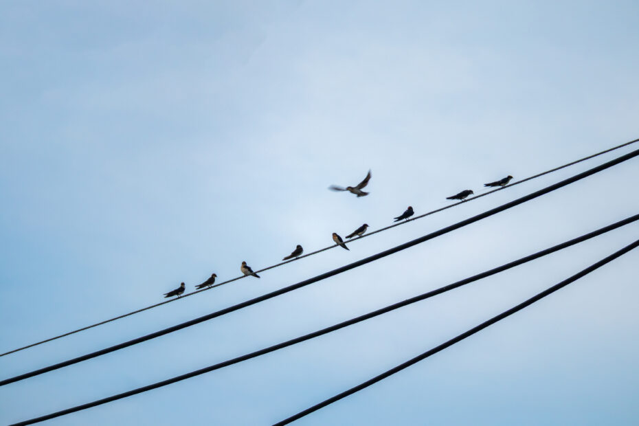 Flock of swallows perched on power lines against blue sky background